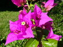 Bougainvillea Glabra